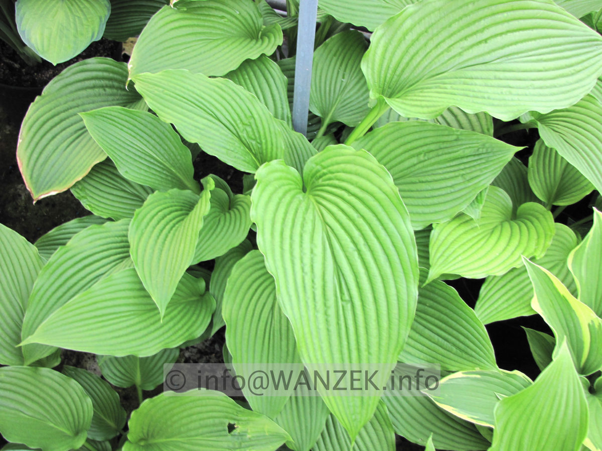 Hosta montana Praeflorens 3.JPG